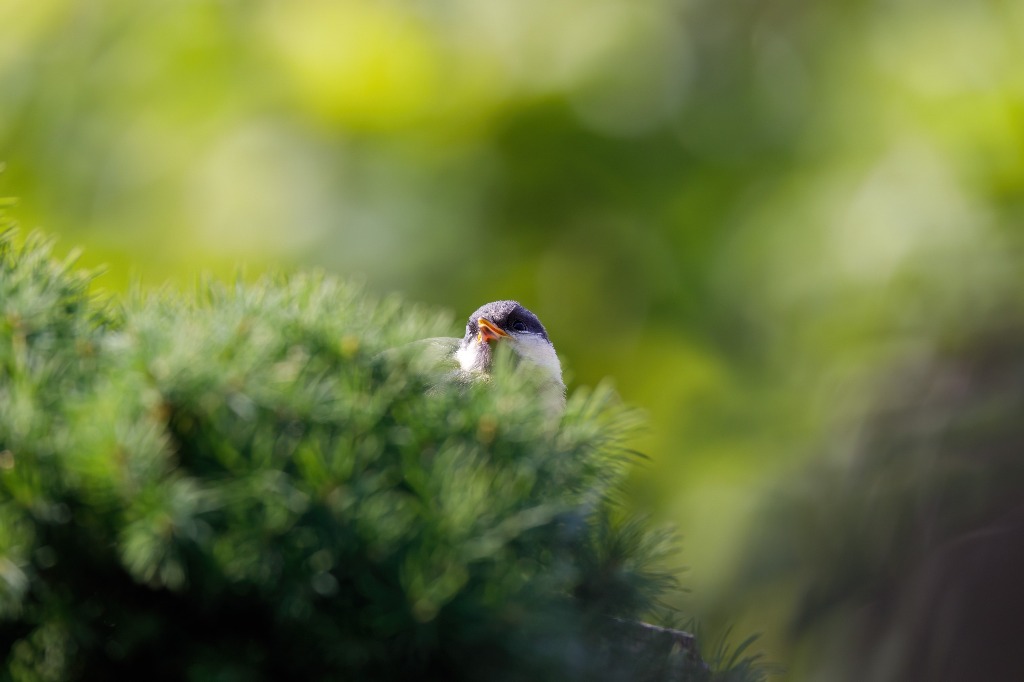 自由で自立した女性の時代が始まる